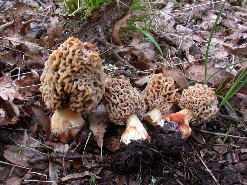 Mycoflora  toscana - Che grande soddisfazione....
